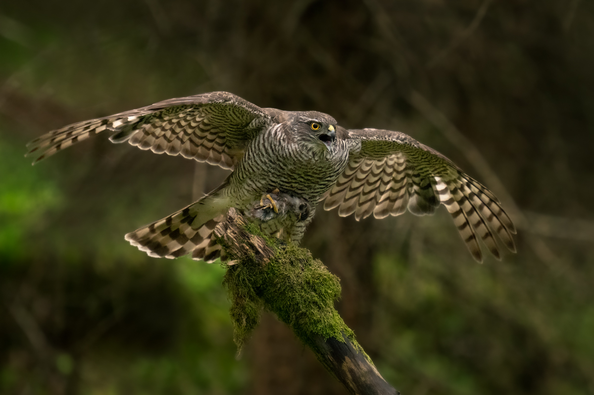 Sparrowhawk with prey