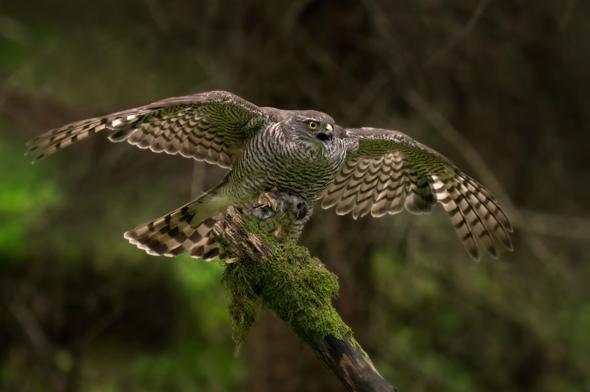 Sparrowhawk with prey