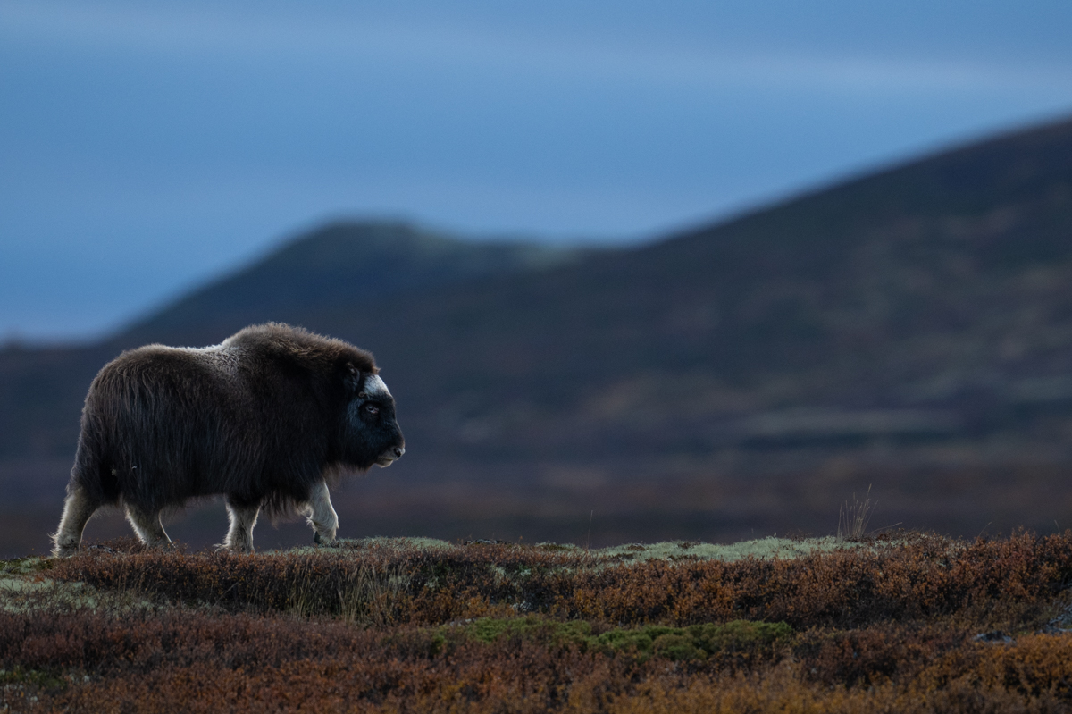 Muskox calf walking on the ridge