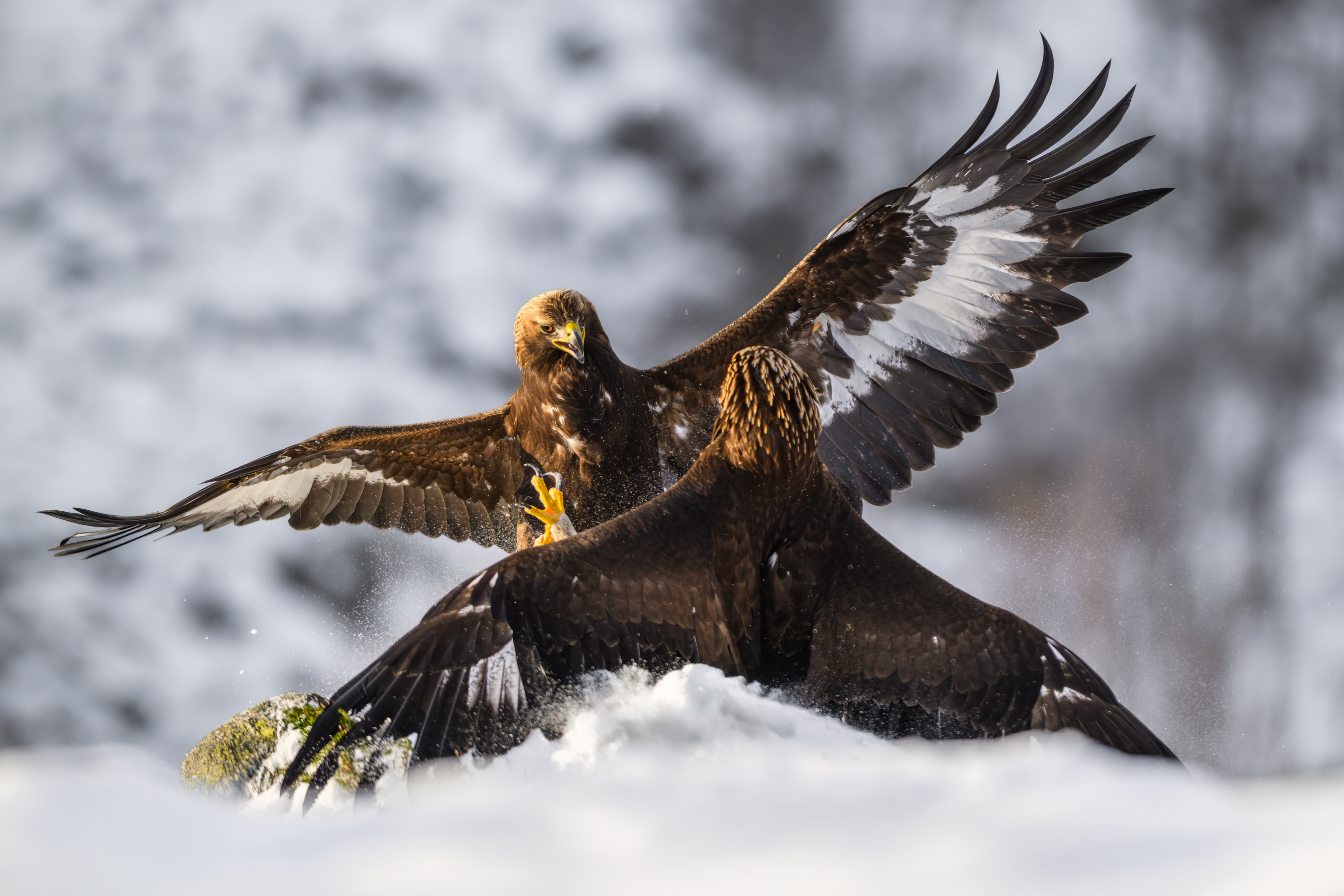 Golden eagles clashing together