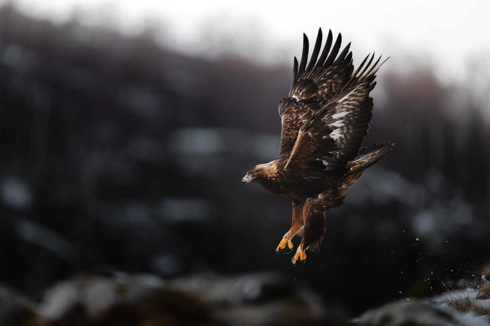Golden eagle in flight