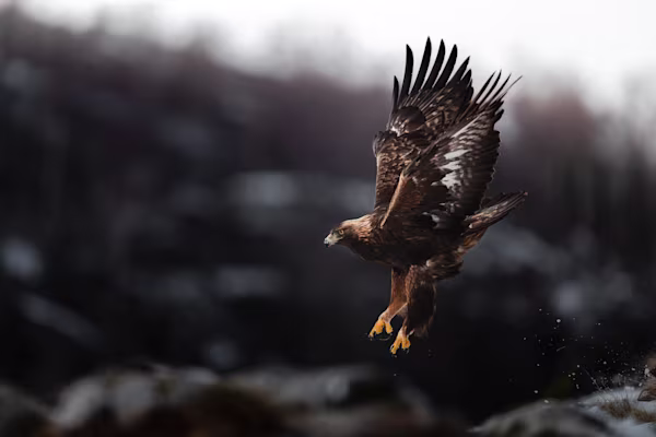 Golden eagle in flight