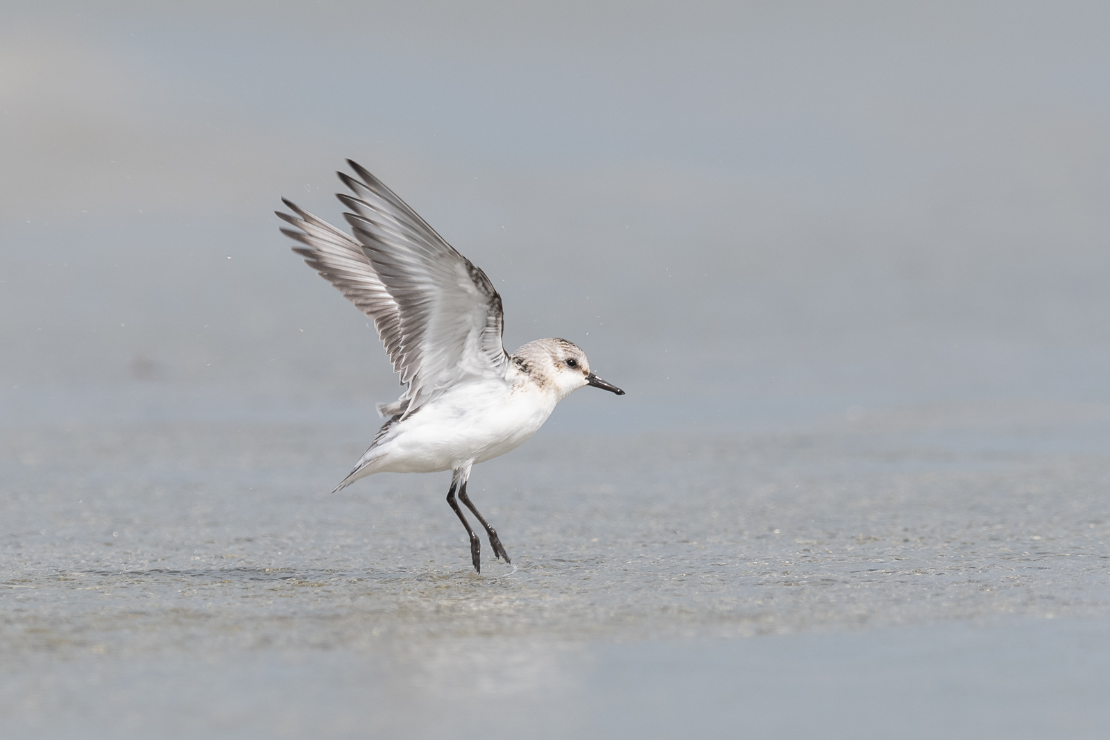 Sanderling raising its wings