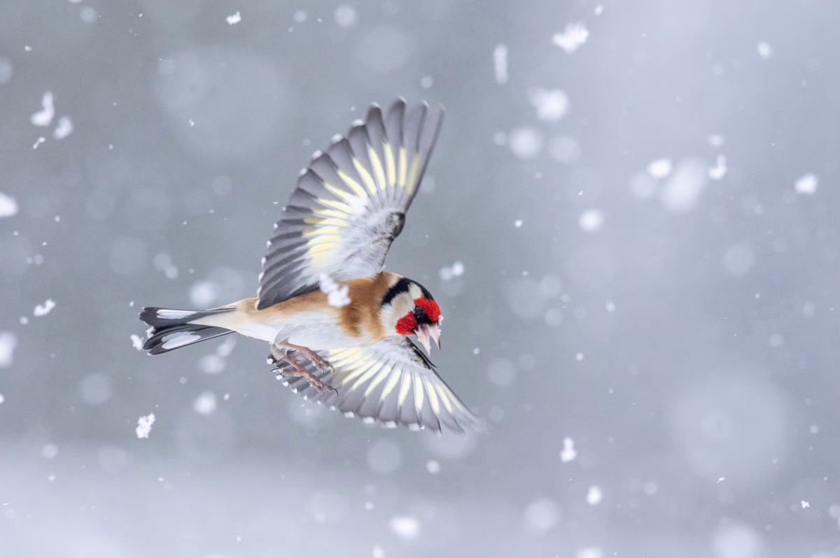 Goldfinch flying in snowy weather