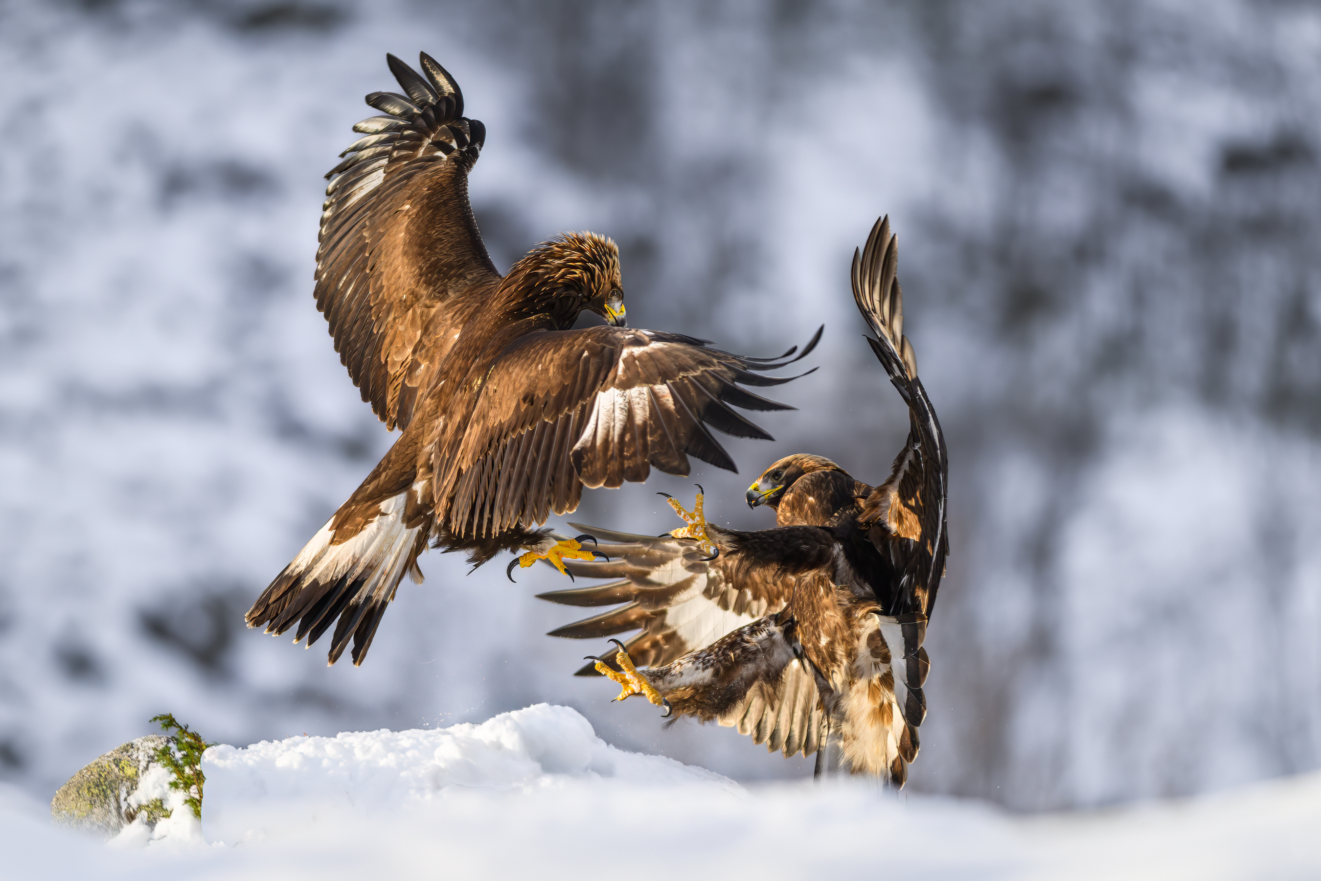 Eagles fighting in the winter mountain