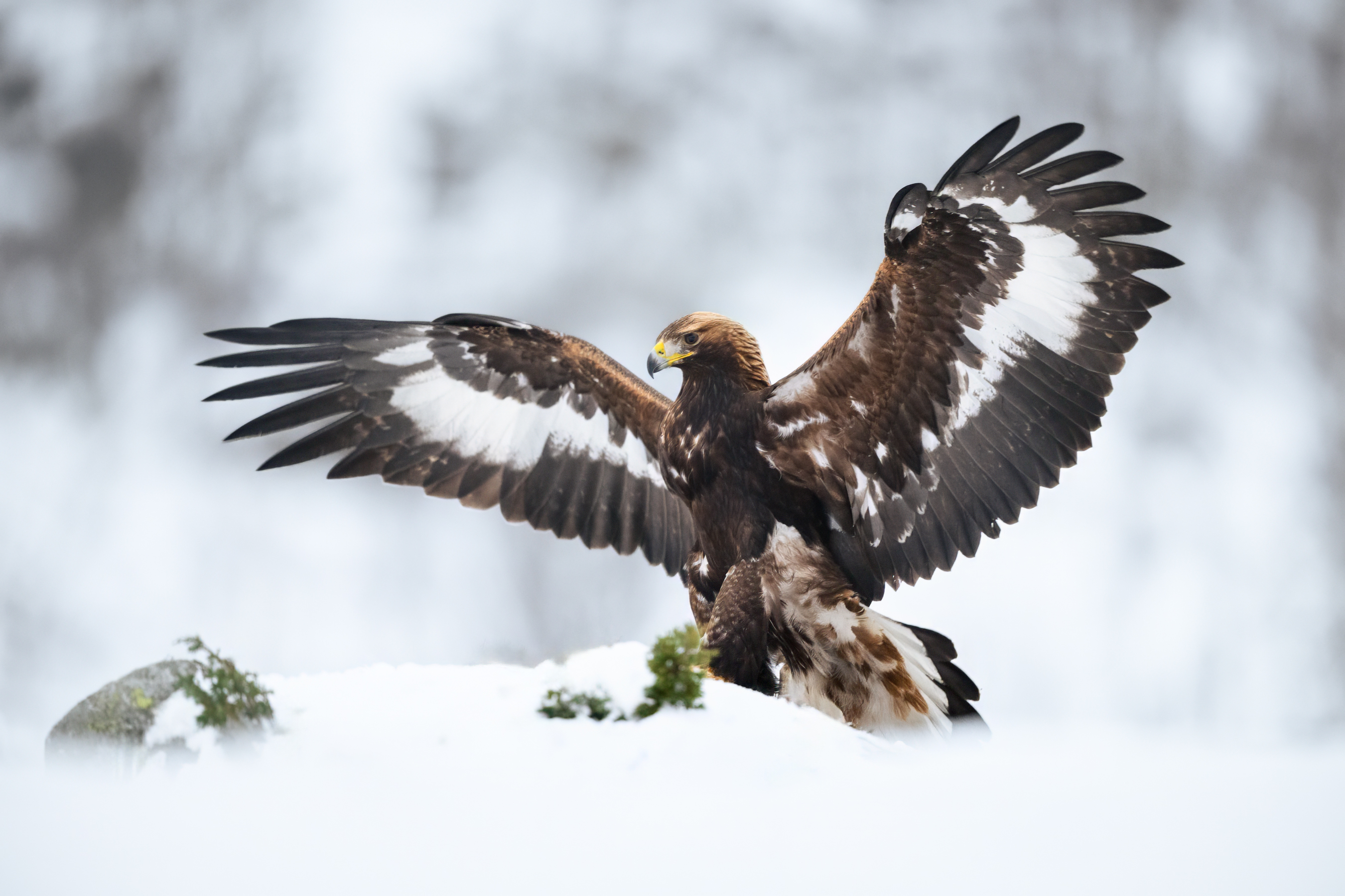 Golden eagle in the winter mountain