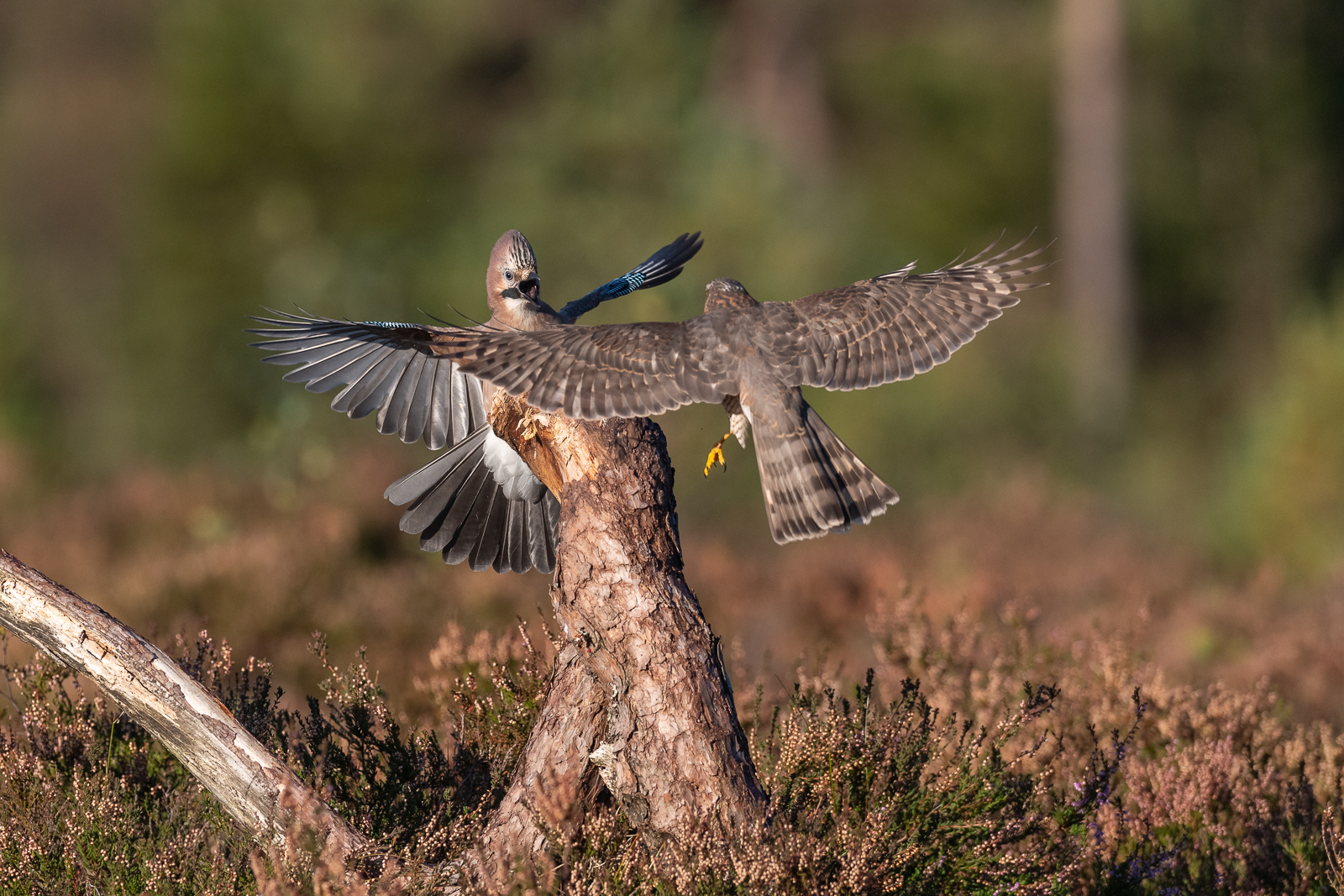 Sparrowhawk attacking jay