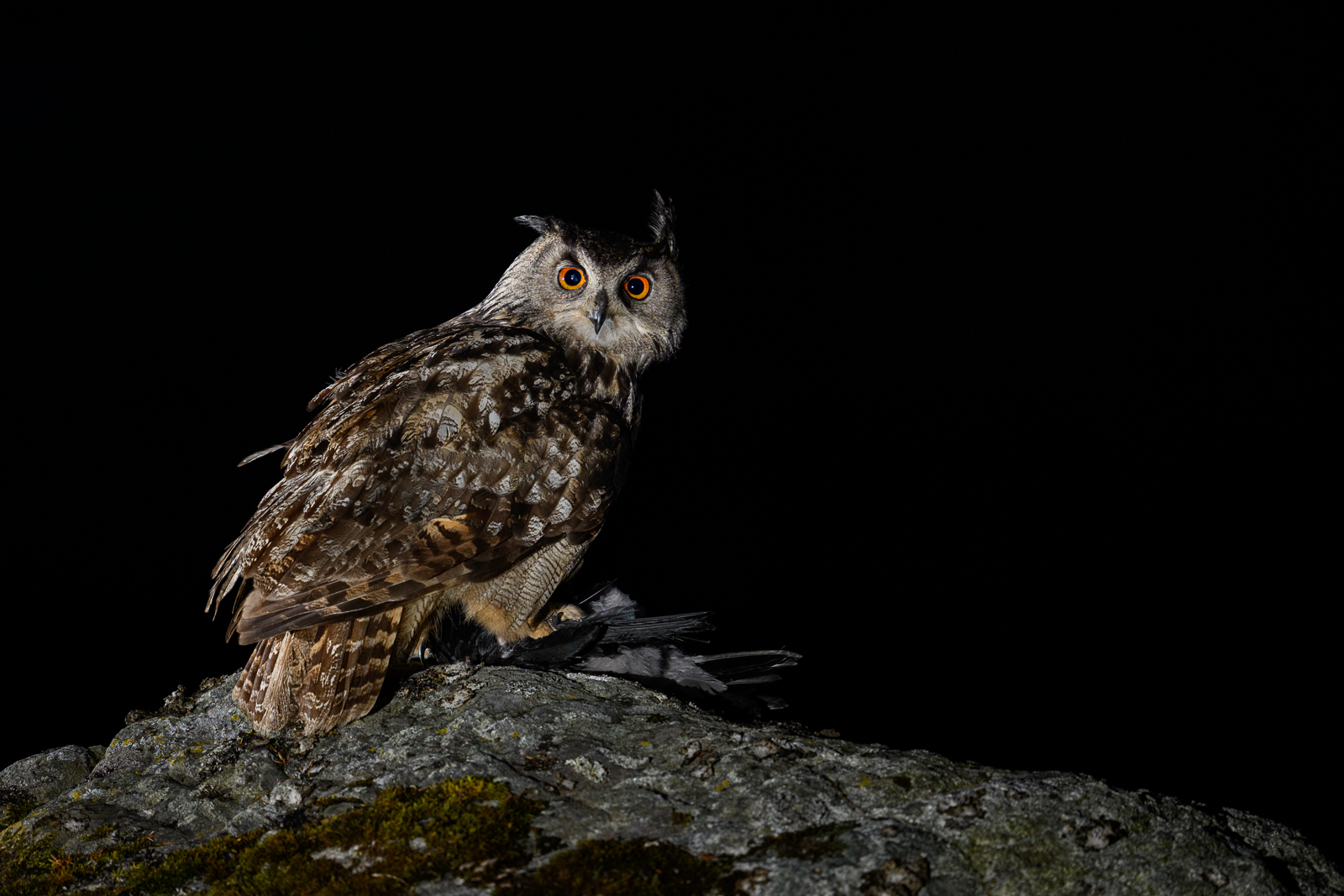 Eagle owl at night