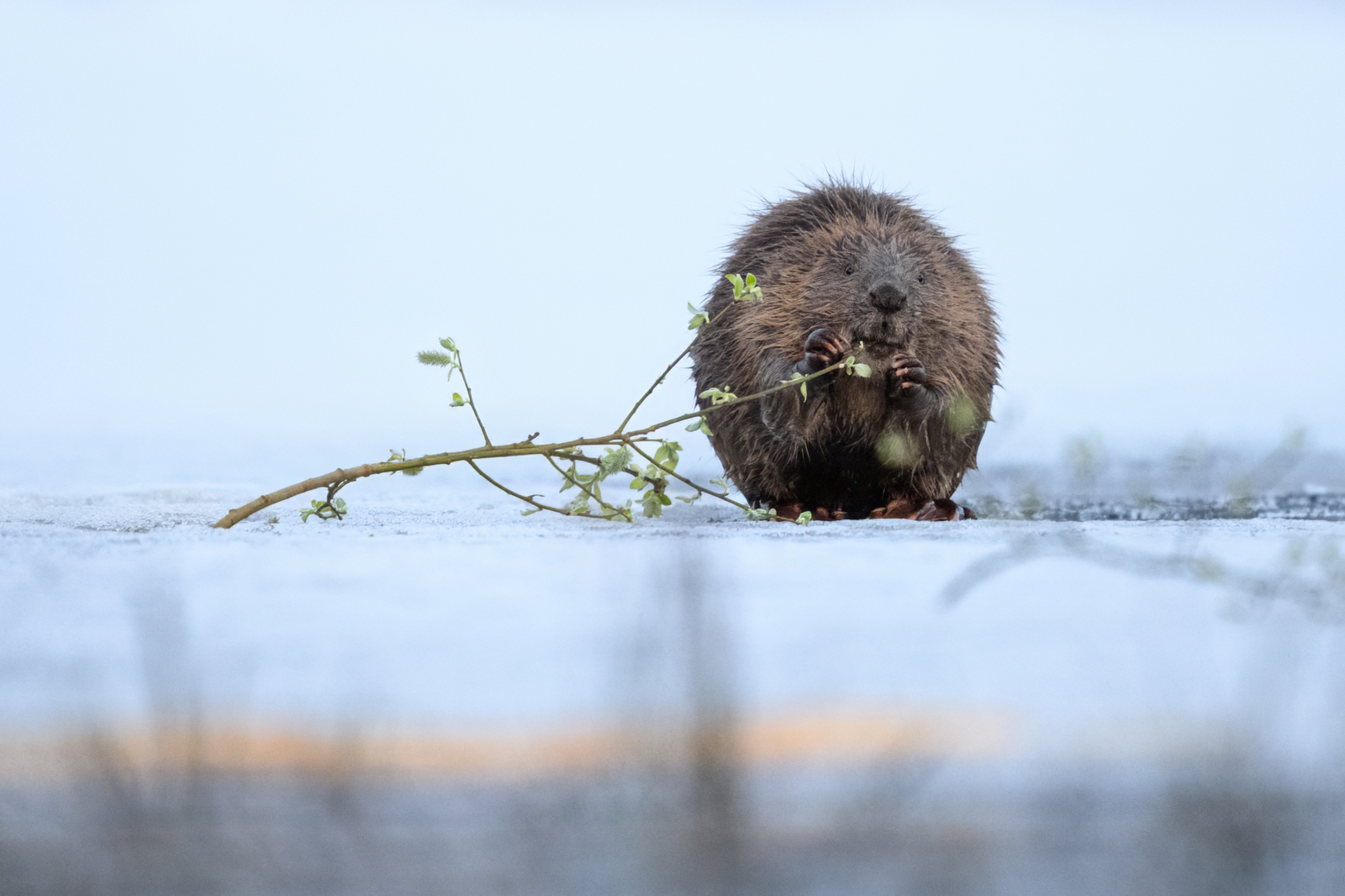 Beaver with a fresh twig