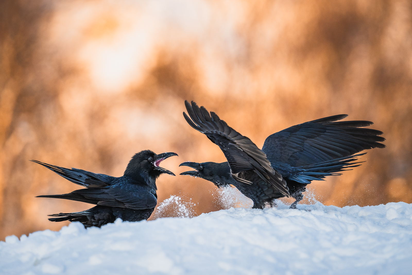 Ravens arguing in the morning light