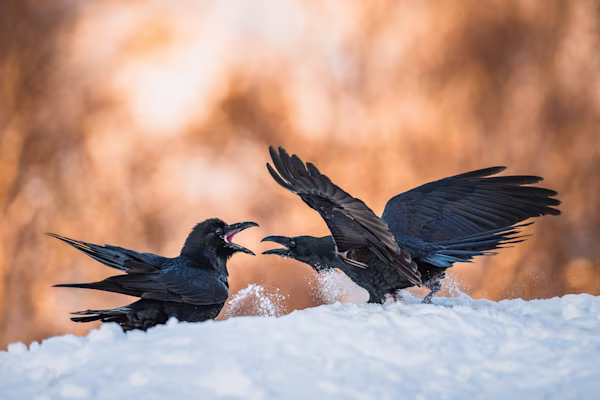 Ravens arguing in the morning light