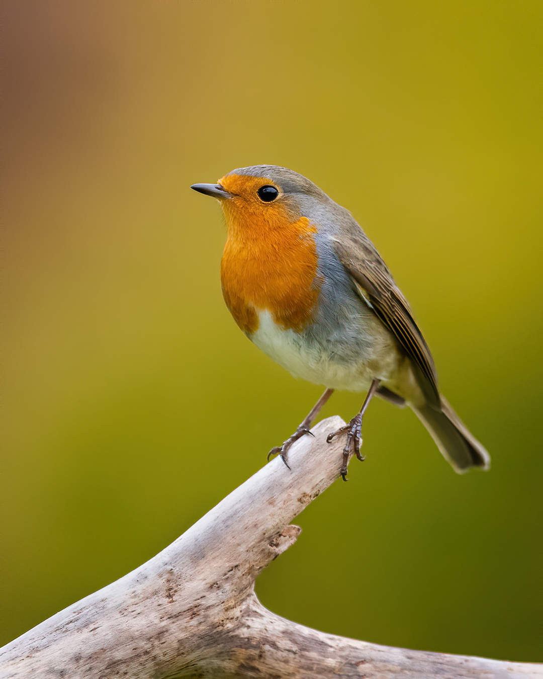 Red robin on stick