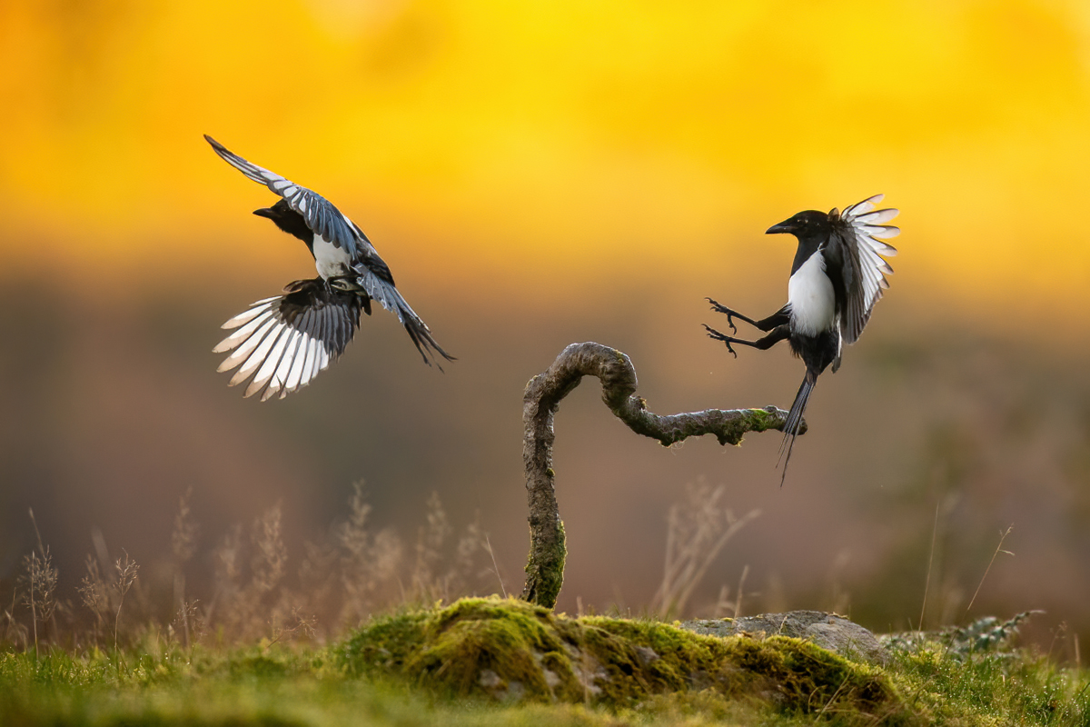Two magpies - one branch