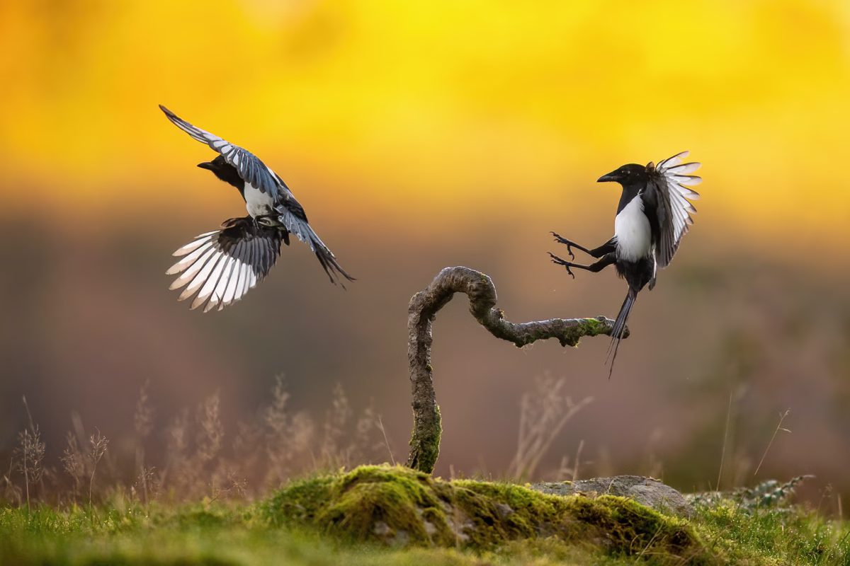 Two magpies - one branch