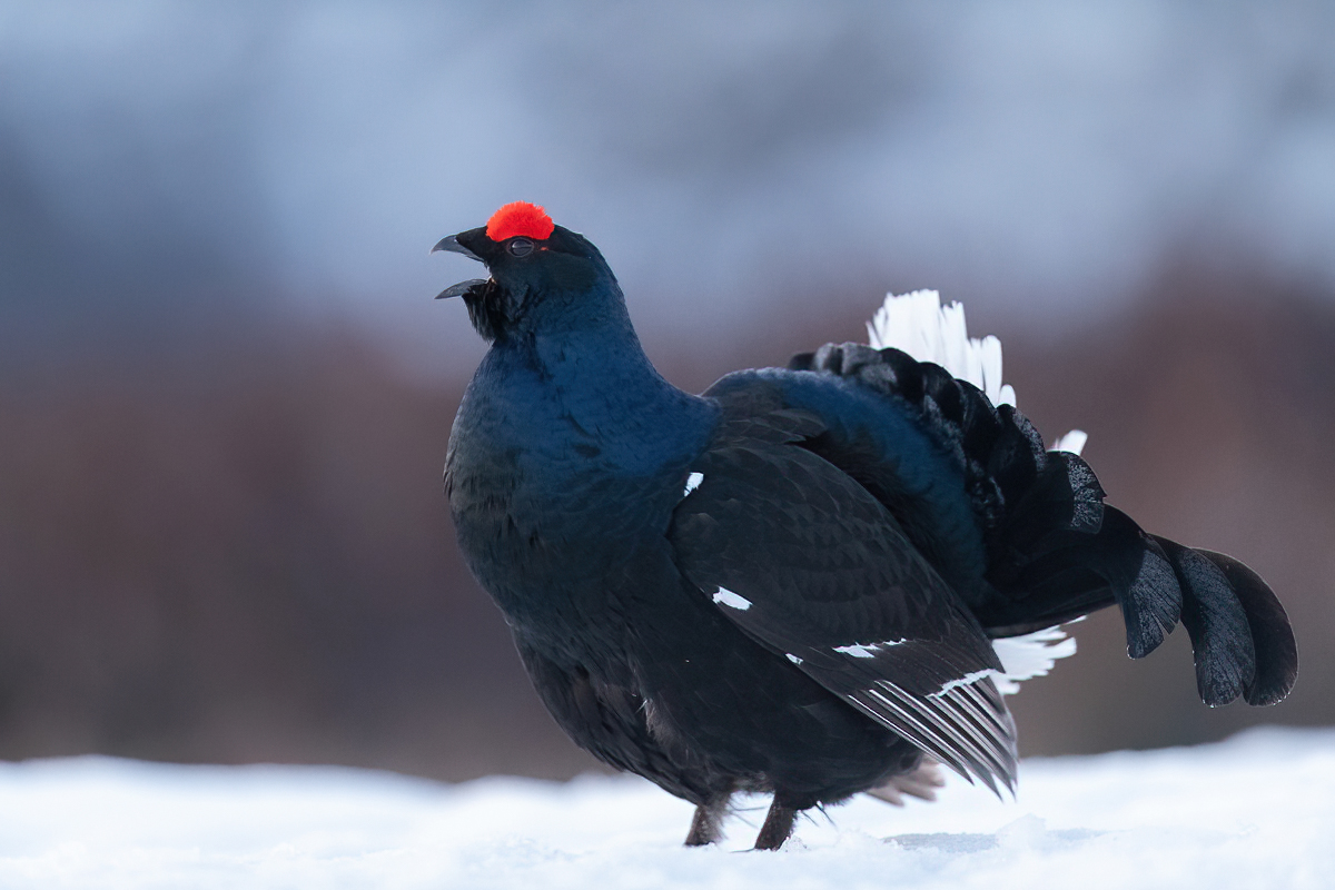 Portrait of the black grouse