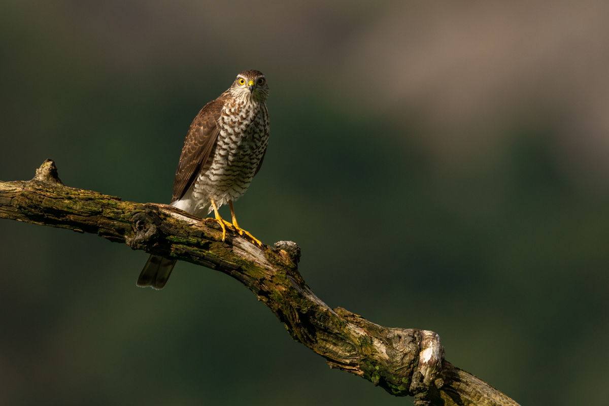 Sparrowhawk making eye contact