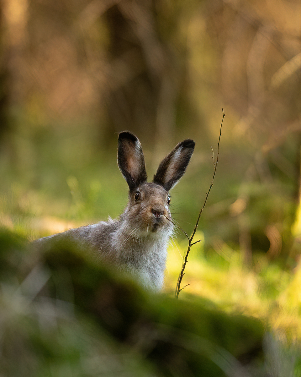 Hare sniffing on a stick