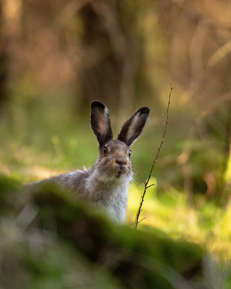 Hare sniffing on a stick
