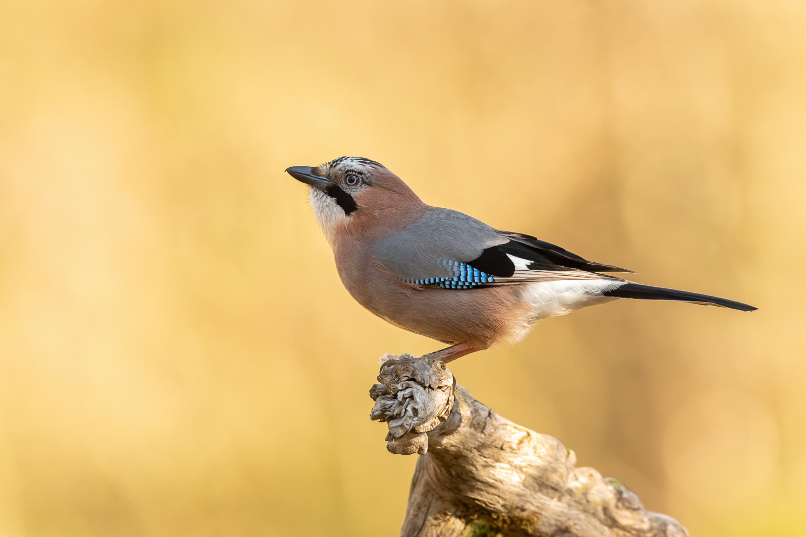Eurasian jay with morning lit backdrop