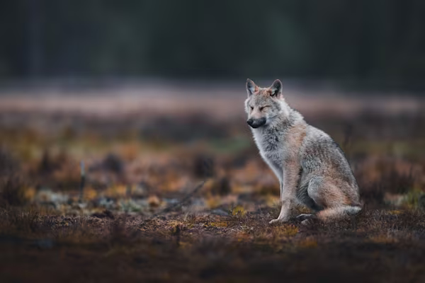 Time for the wolf to take a rest