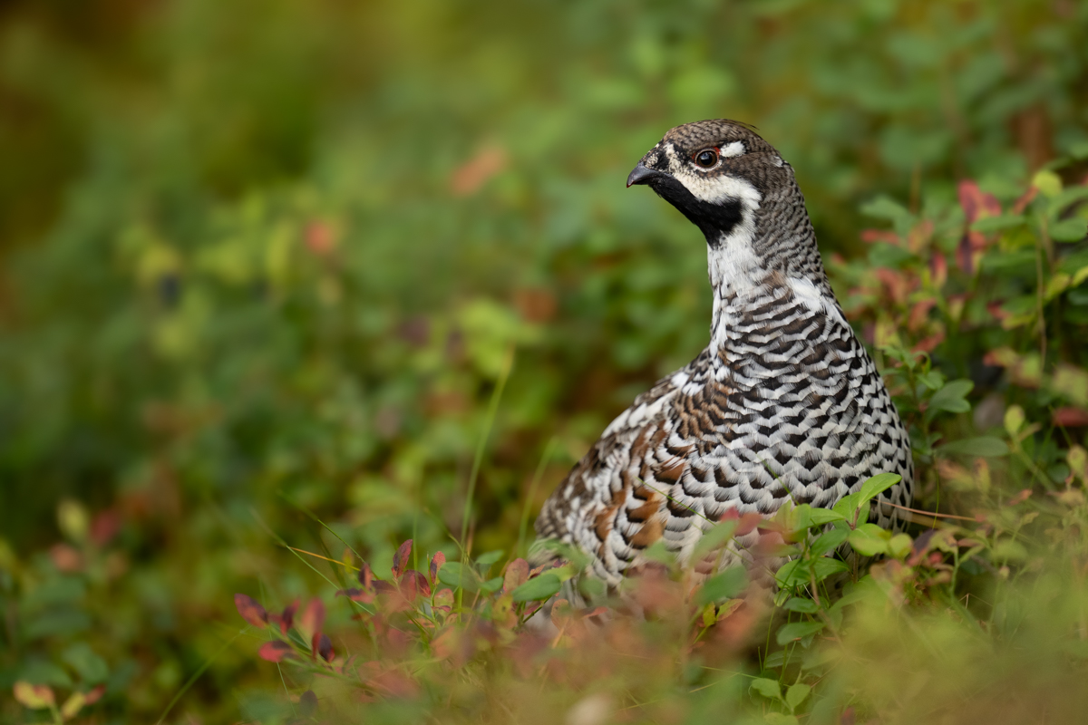 Hazelgrouse in the forest