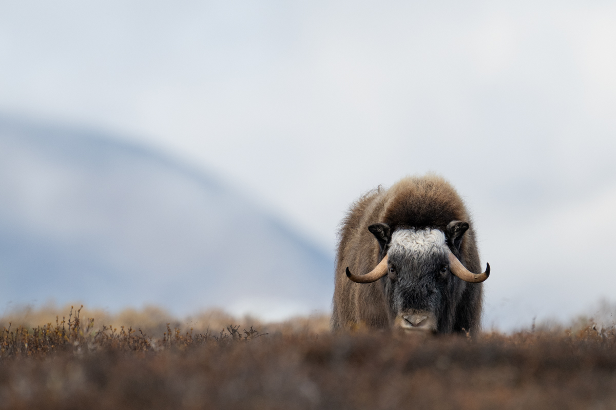 Muskox in the mountains of Dovrefjell