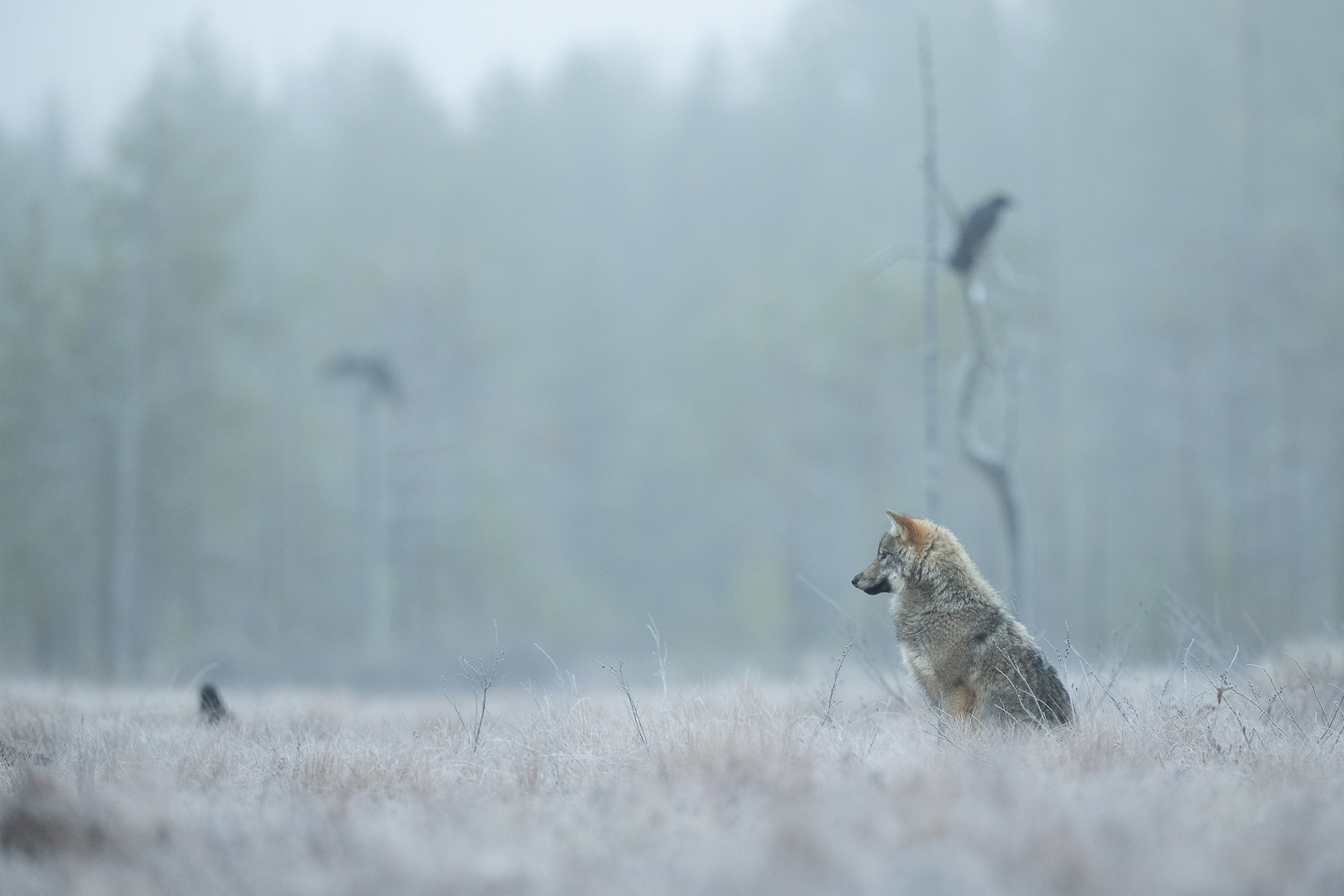Lone wolf on the cold marsh