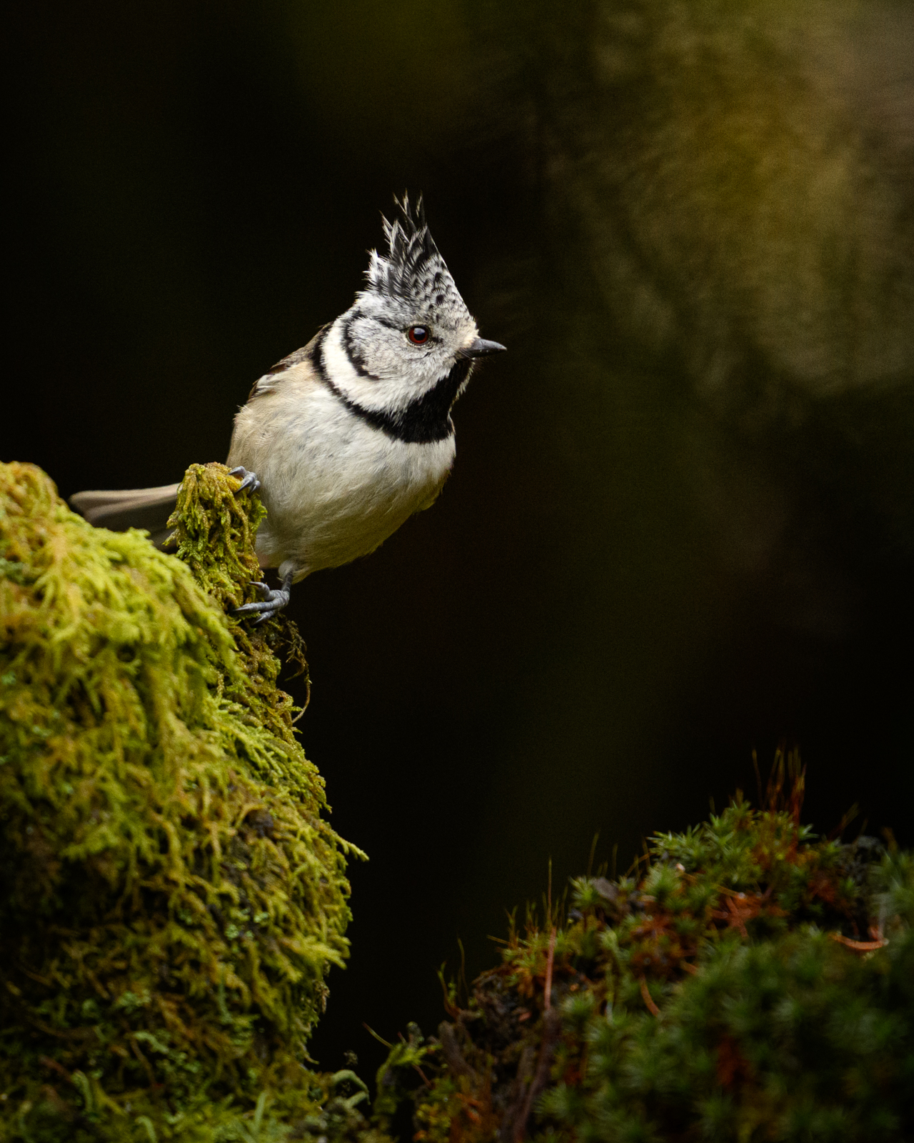 Crested tit in the spring forest