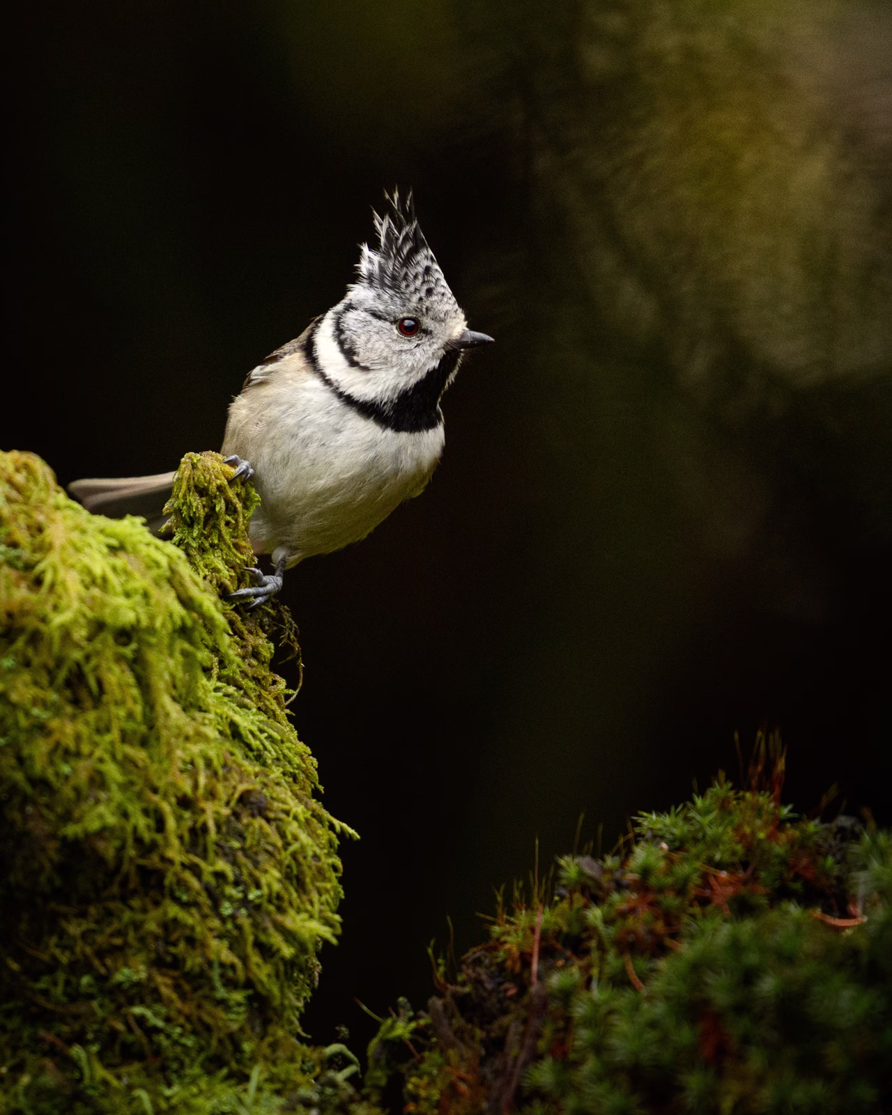 Crested tit in the spring forest