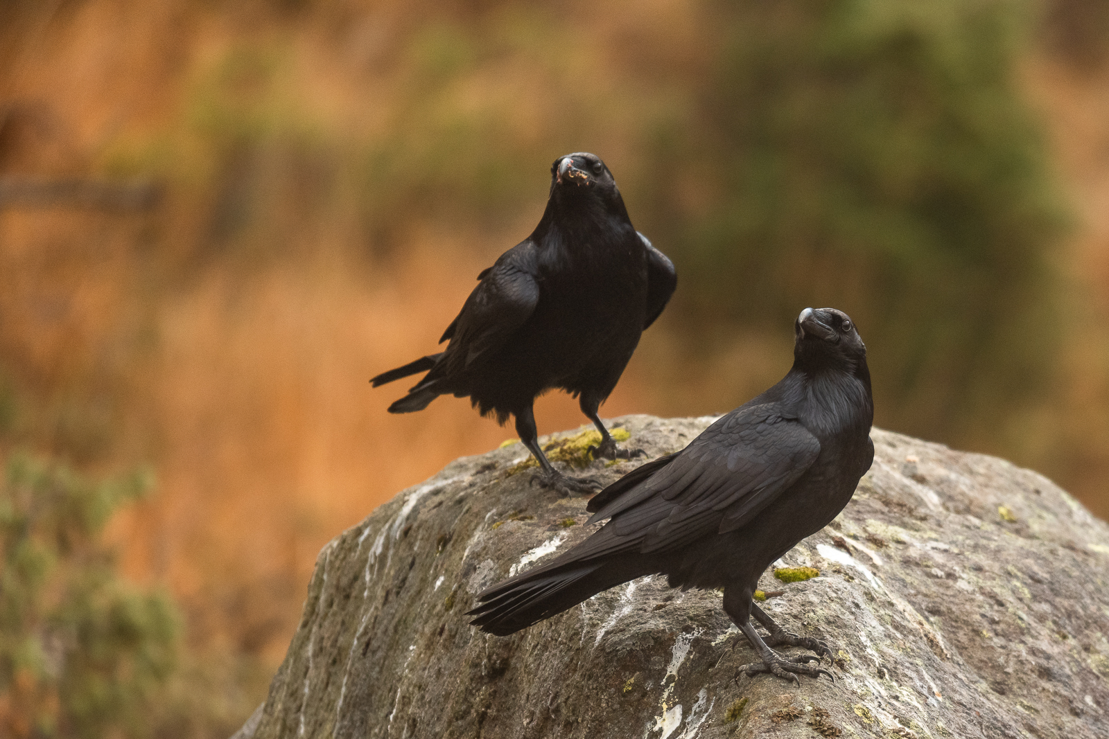 Two ravens resting on a stone
