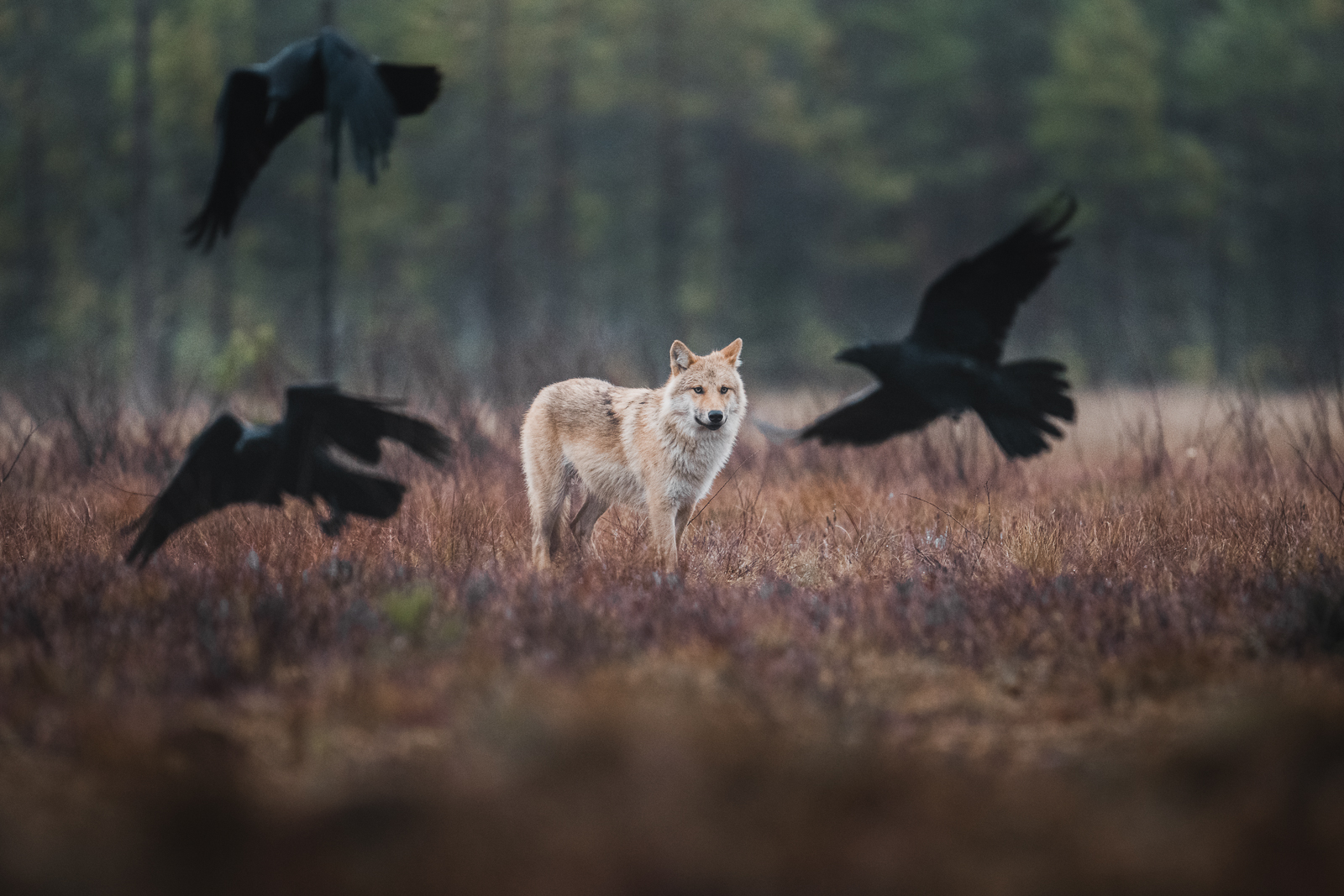 The wolf and the ravens