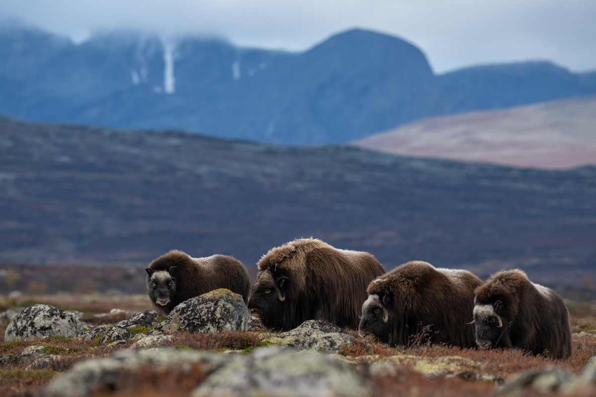 Muskox family group