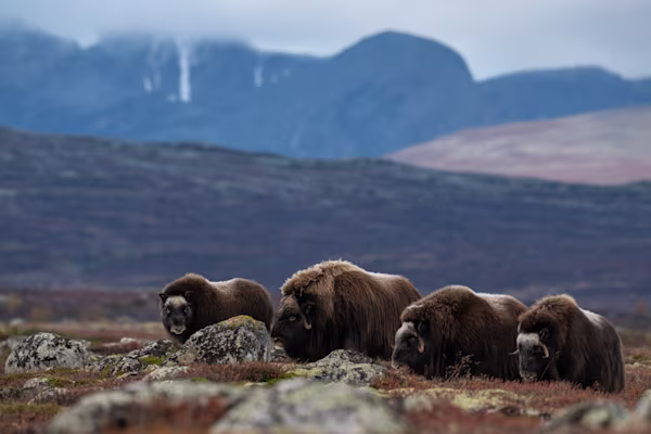 Muskox family group