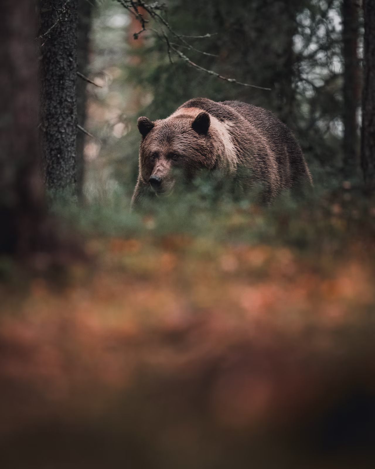 A big brown bear incoming