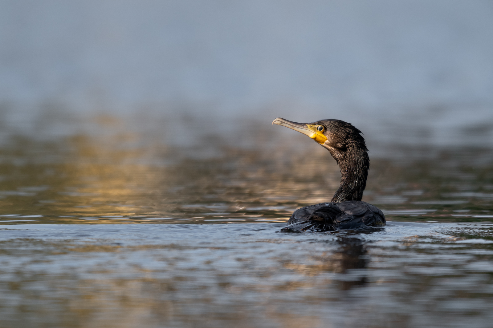 Cormorant in evening sun