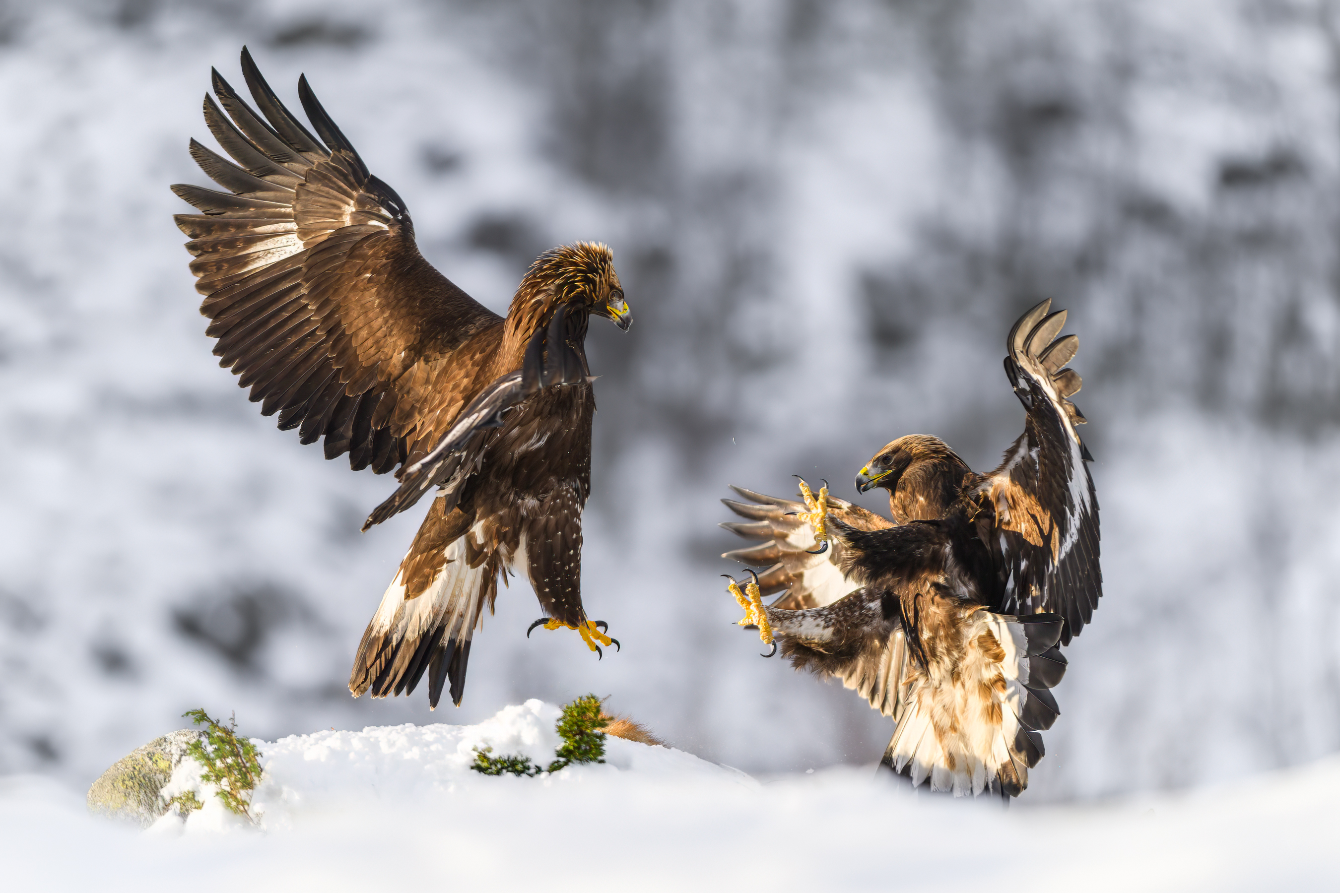 Eagles fighting for food