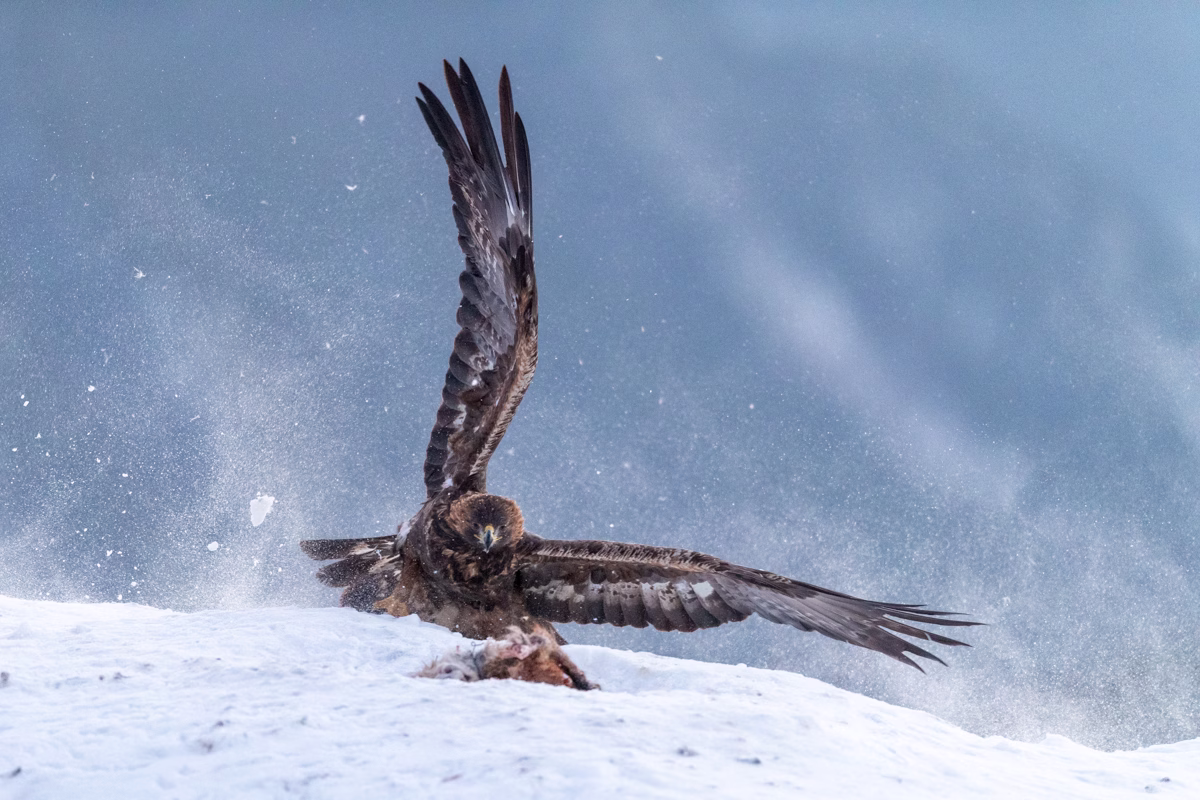 Golden eagle coming in hot