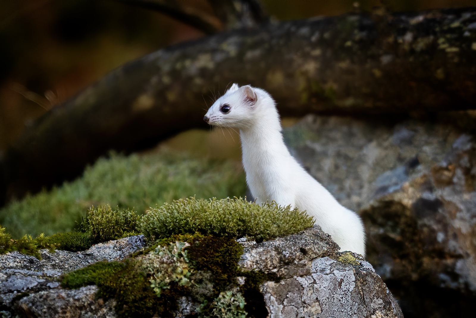 Stoat peeking out from the rock
