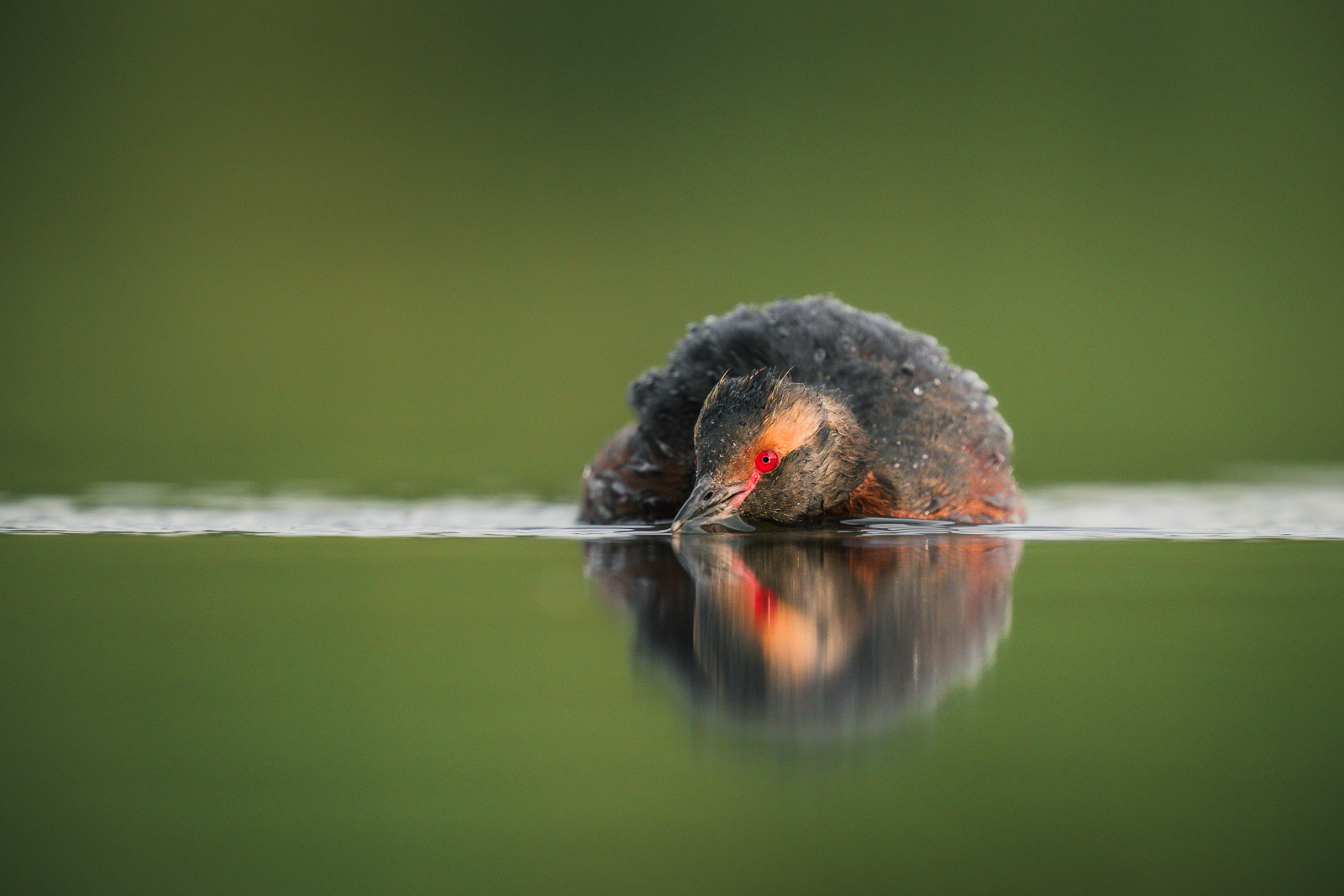 Slavonian grebe on calm water