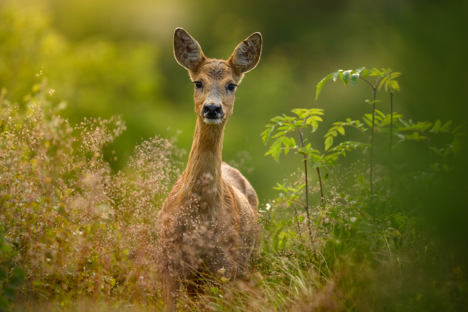 Roe deer in the summer meadow