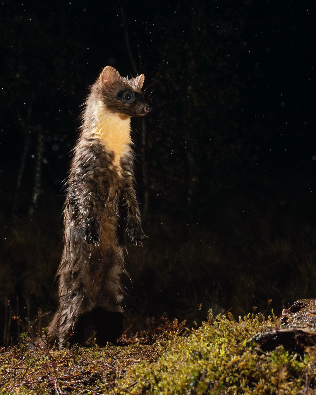 Pine marten on its hind legs