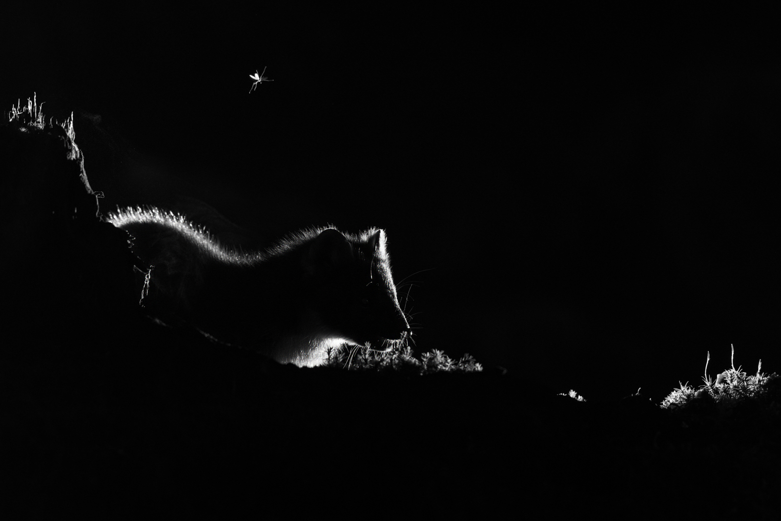 The marten and the mosquito