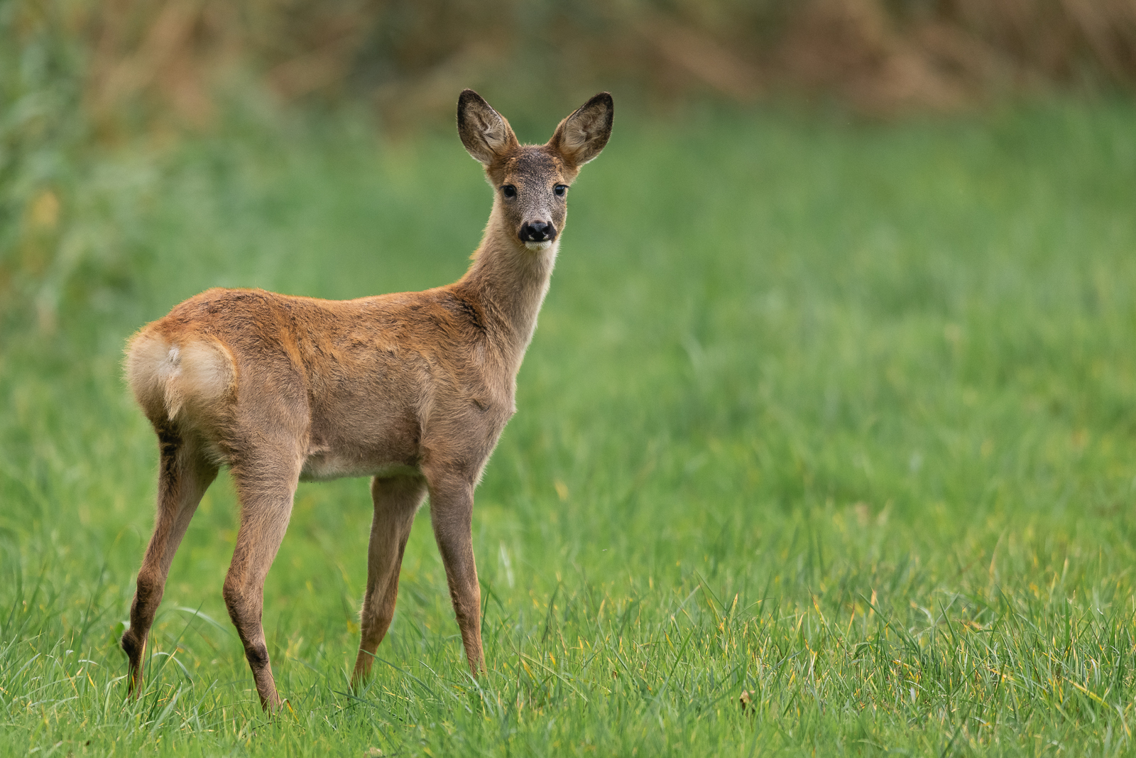 Roe deer in a meadow