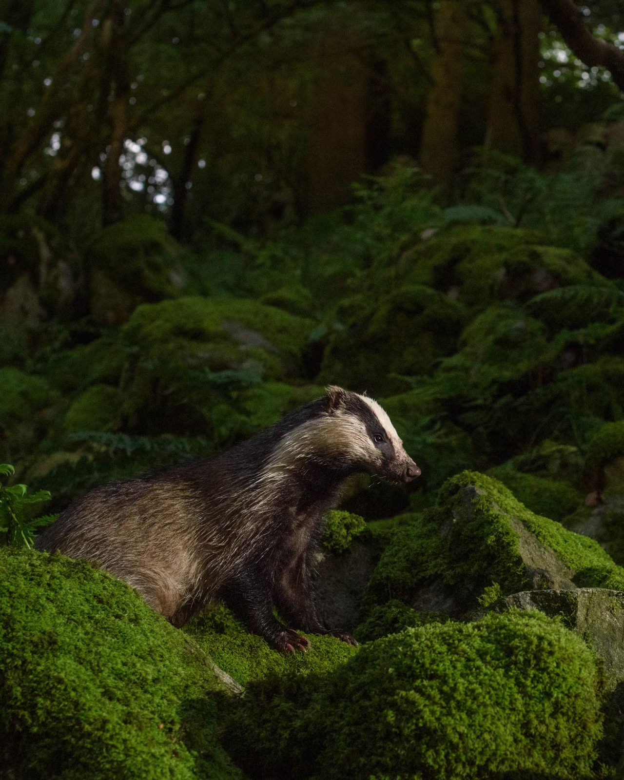 Badger climbing on mossy stones