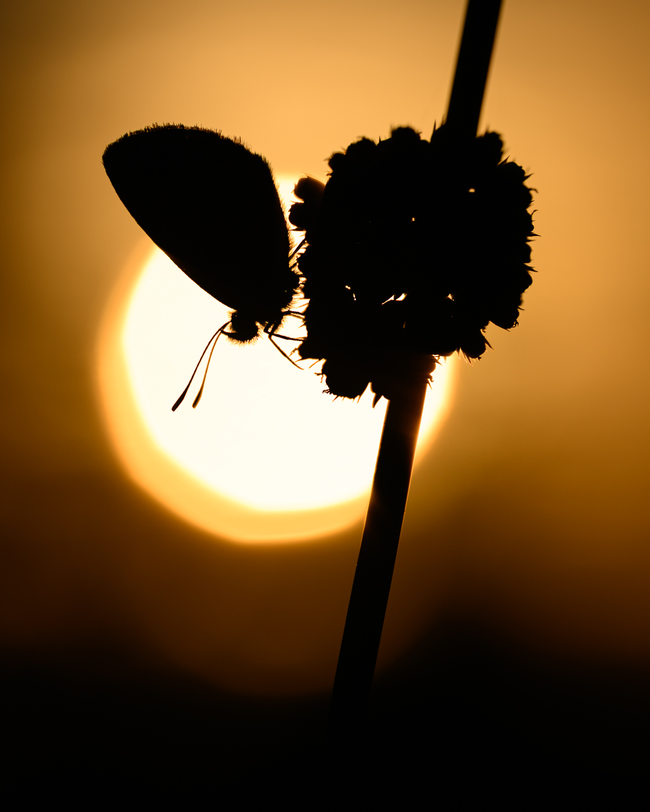 Idas blue butterfly in silhouette