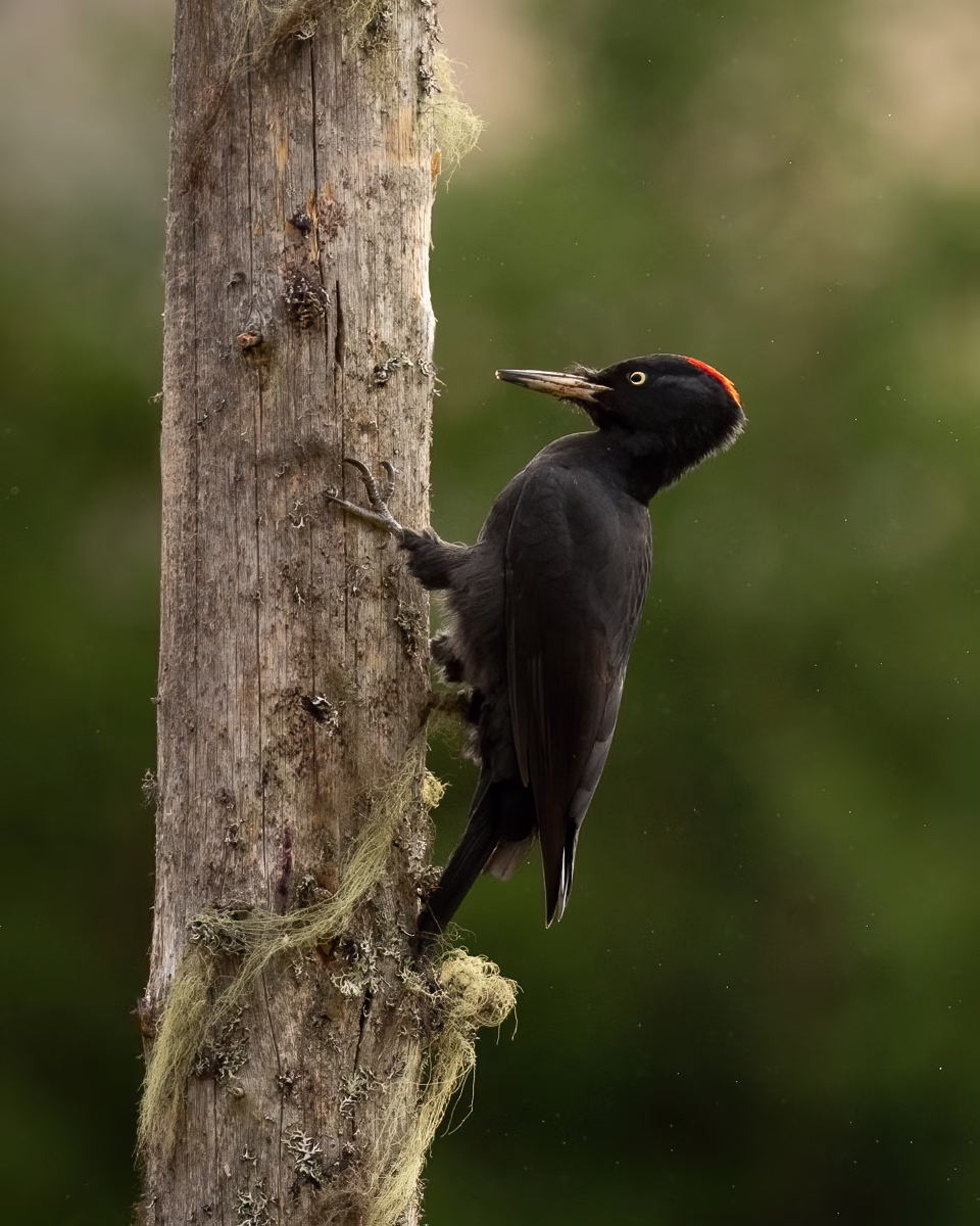 Black woodpecker on old log