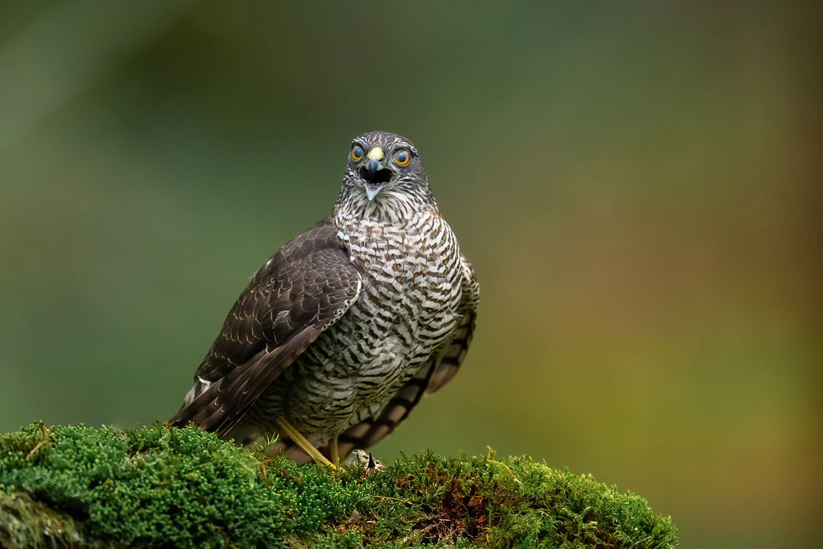 Female sparrowhawk with prey in her claws