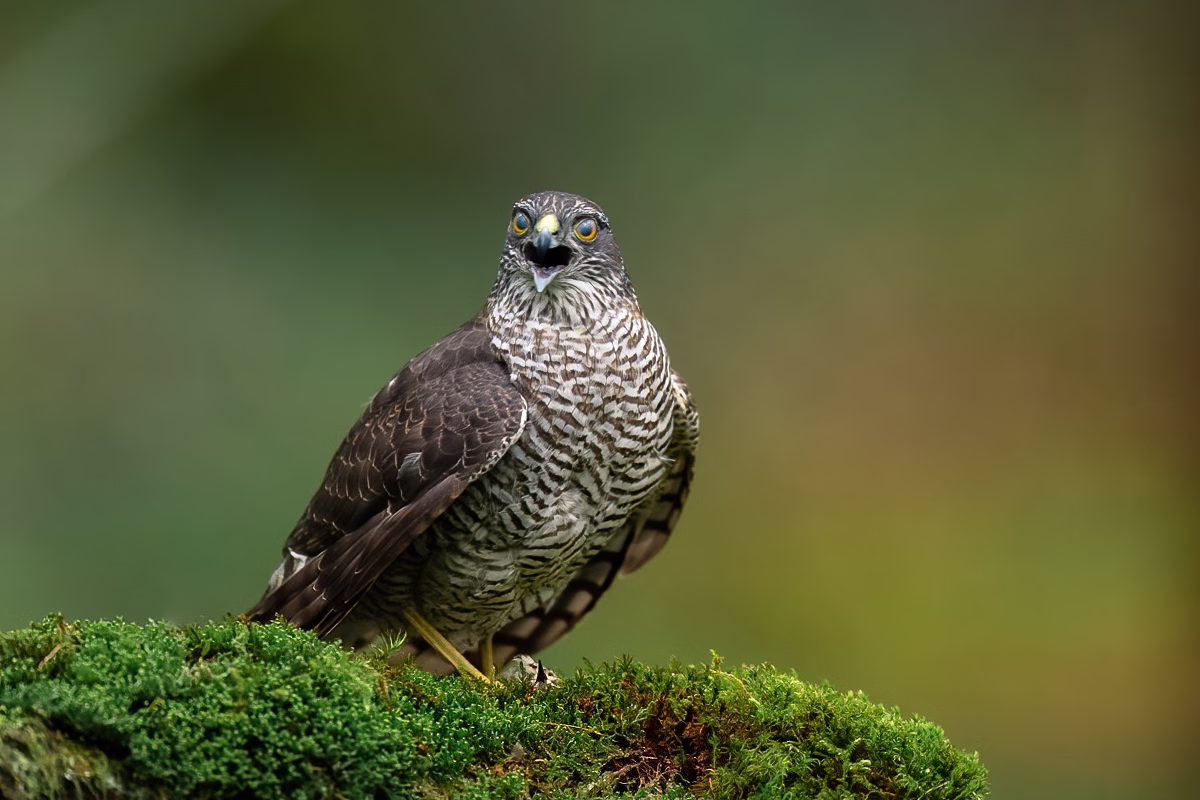 Female sparrowhawk with prey in her claws