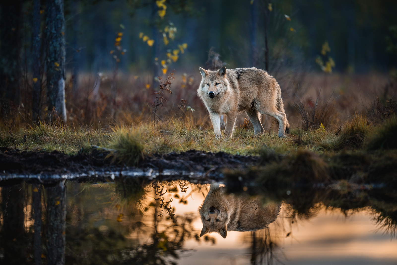 The beautiful grey wolf as the sun sets