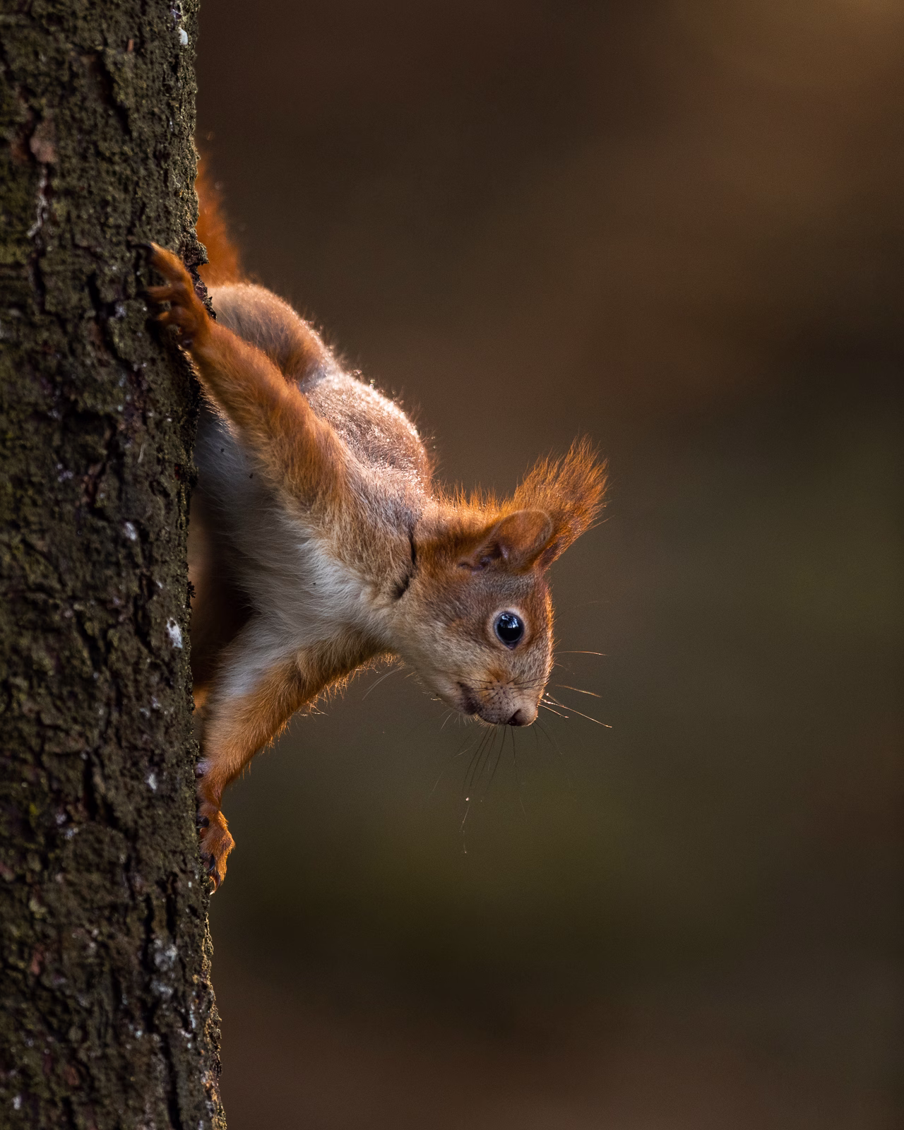 Climbing squirrel in backlight